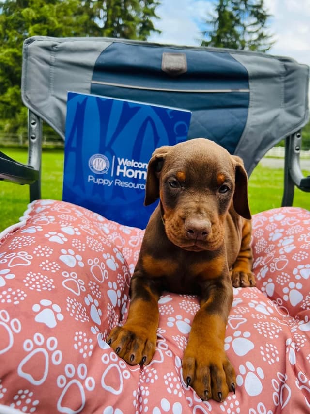 Doberman Pinscher Puppies media 18