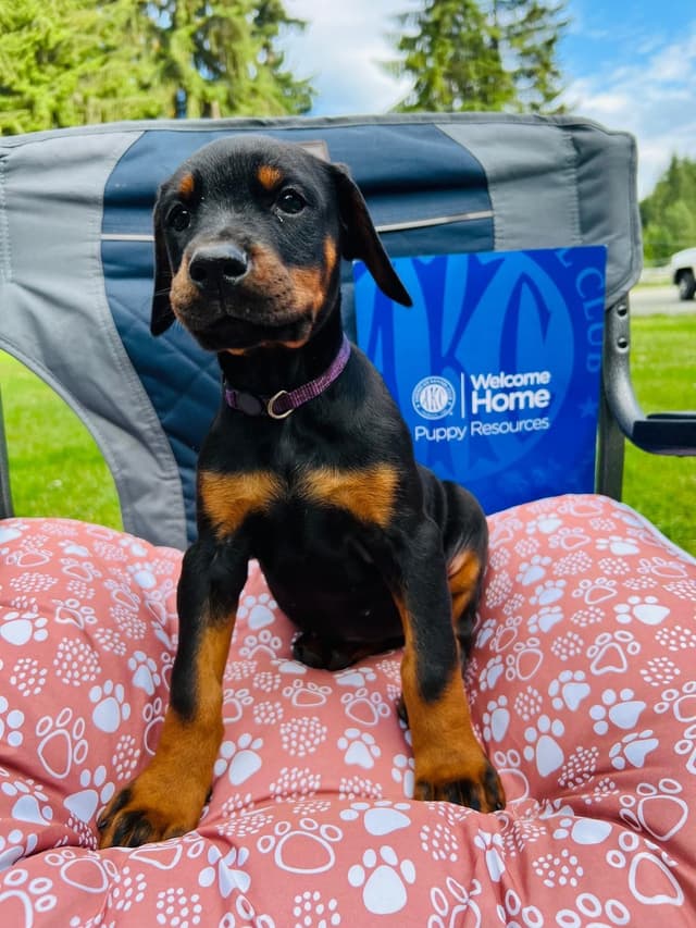 Doberman Pinscher Puppies media 19
