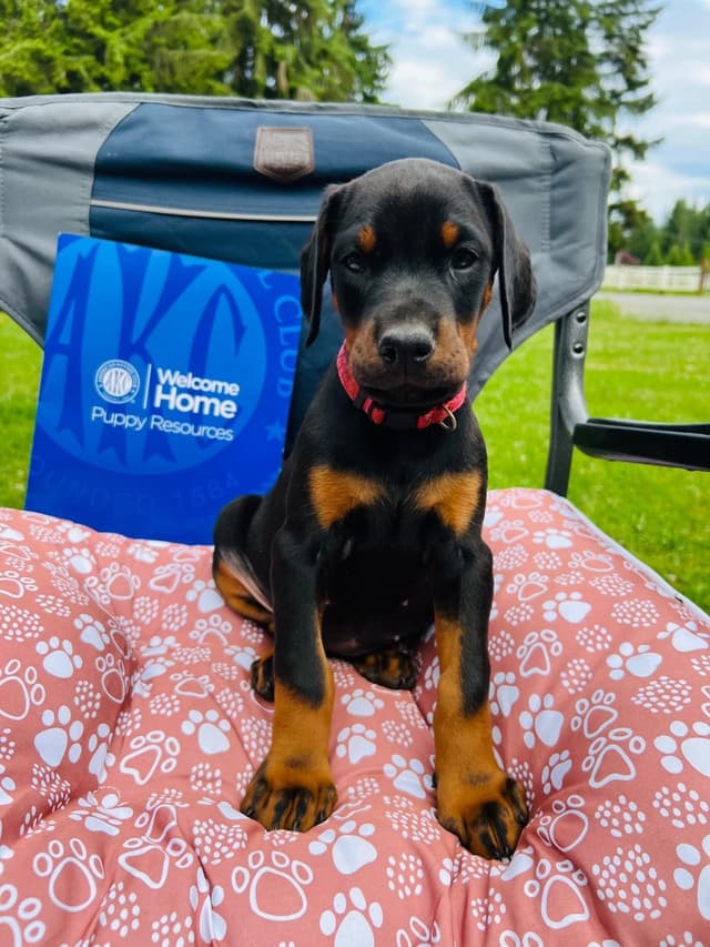 Doberman Pinscher Puppies media 20