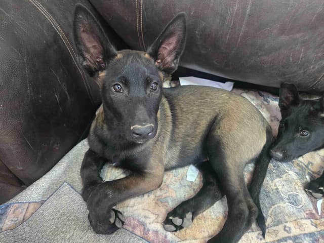 STRIKING DARK Belgian Malinois Puppies media 3