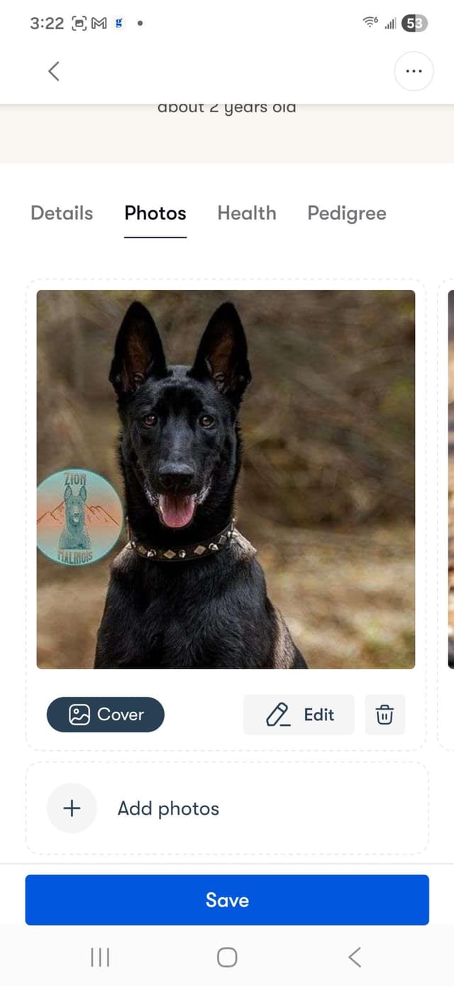 STRIKING DARK Belgian Malinois Puppies media 4