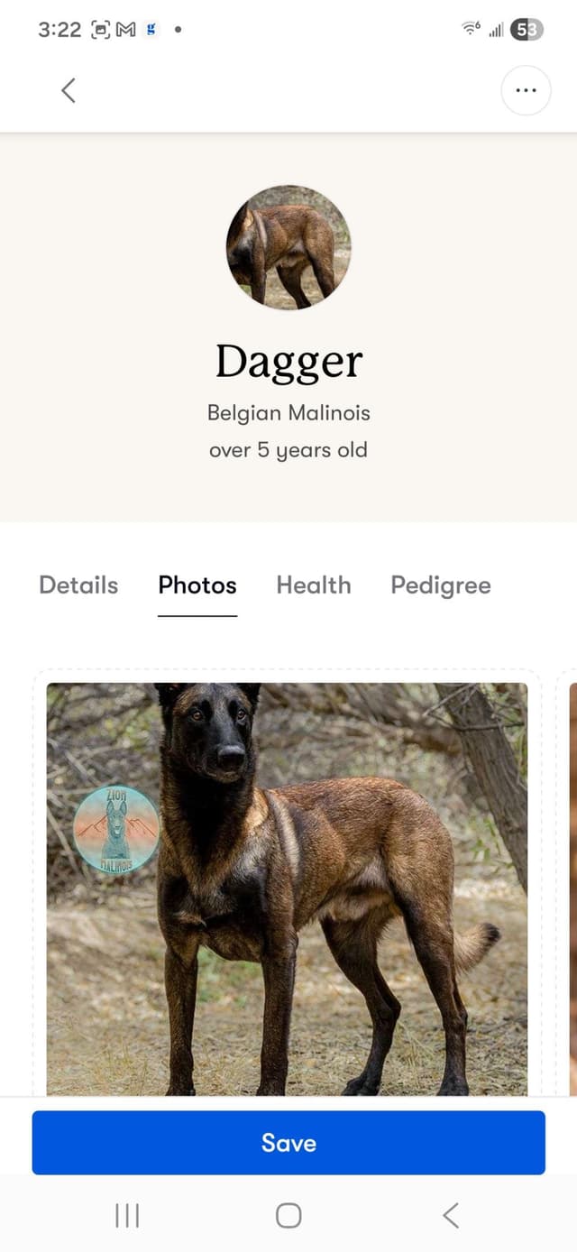 STRIKING DARK Belgian Malinois Puppies media 6