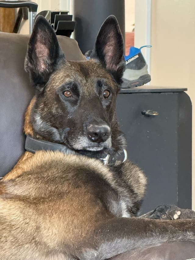 STRIKING DARK Belgian Malinois Puppies media 7