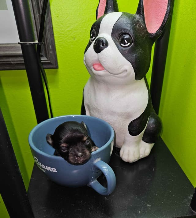 Chihuahua Puppies media 2