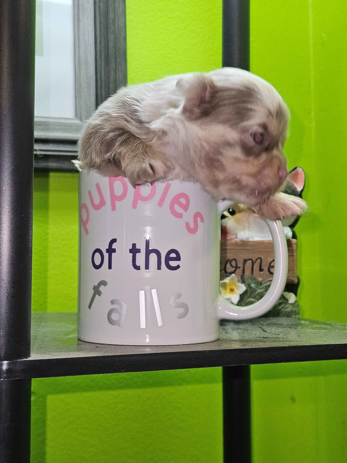 Chihuahua Puppies breeder image 9