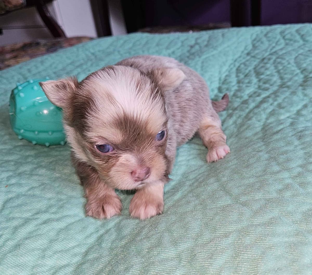 Chihuahua Puppies breeder image 12
