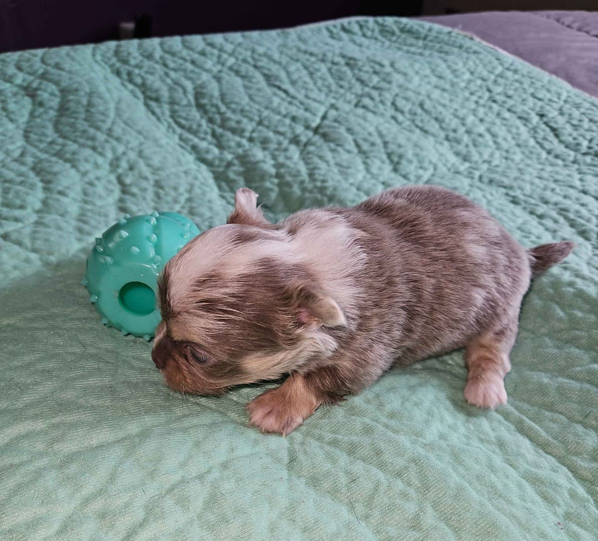 Chihuahua Puppies breeder image 13