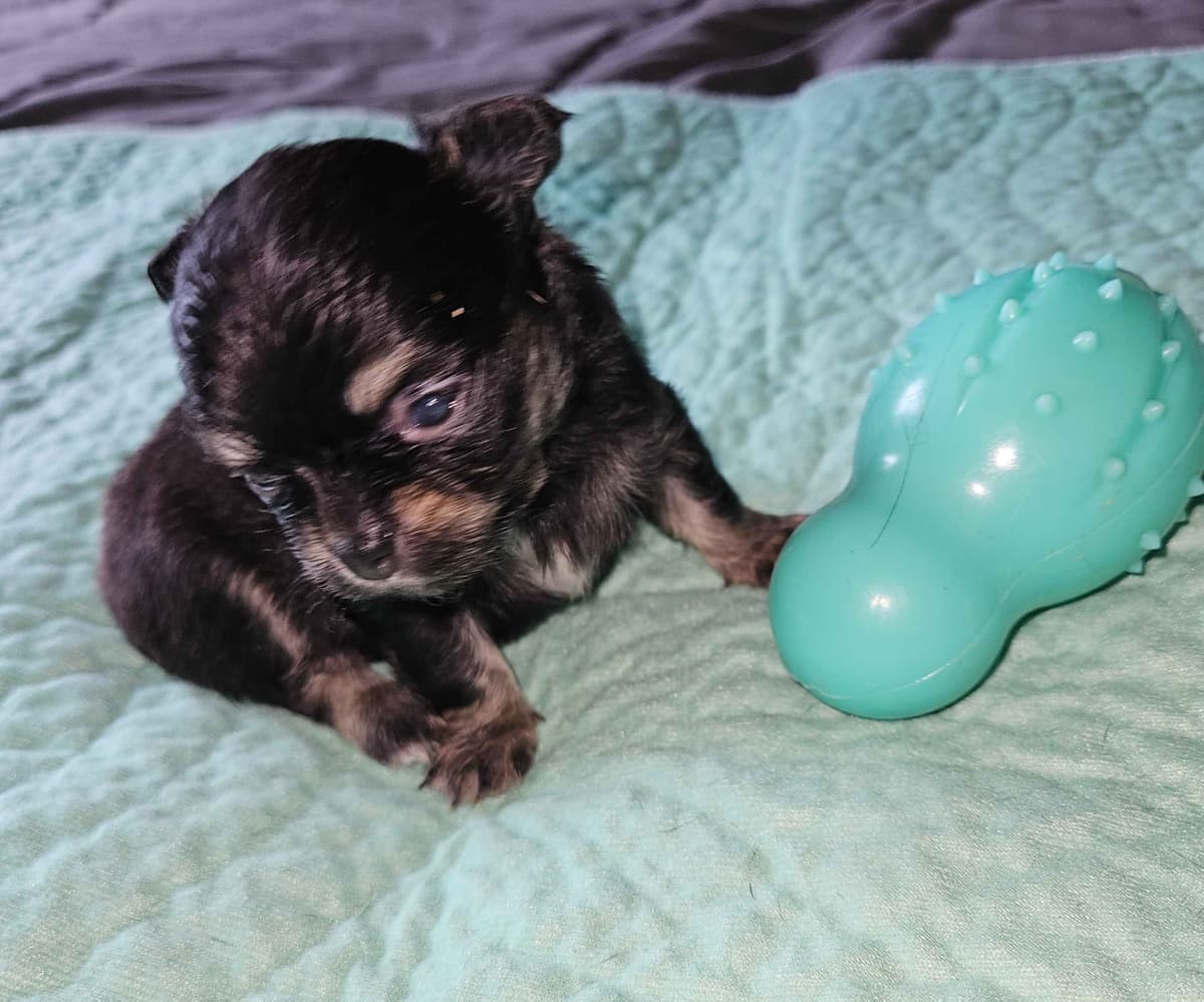 Chihuahua Puppies breeder image 14