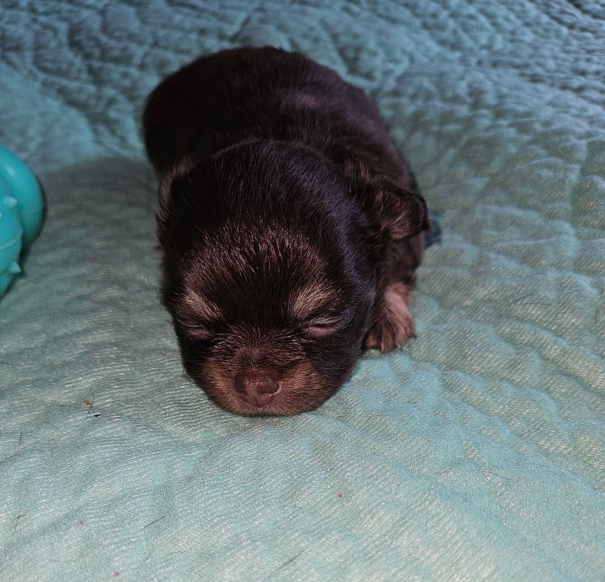 Chihuahua Puppies breeder image 15