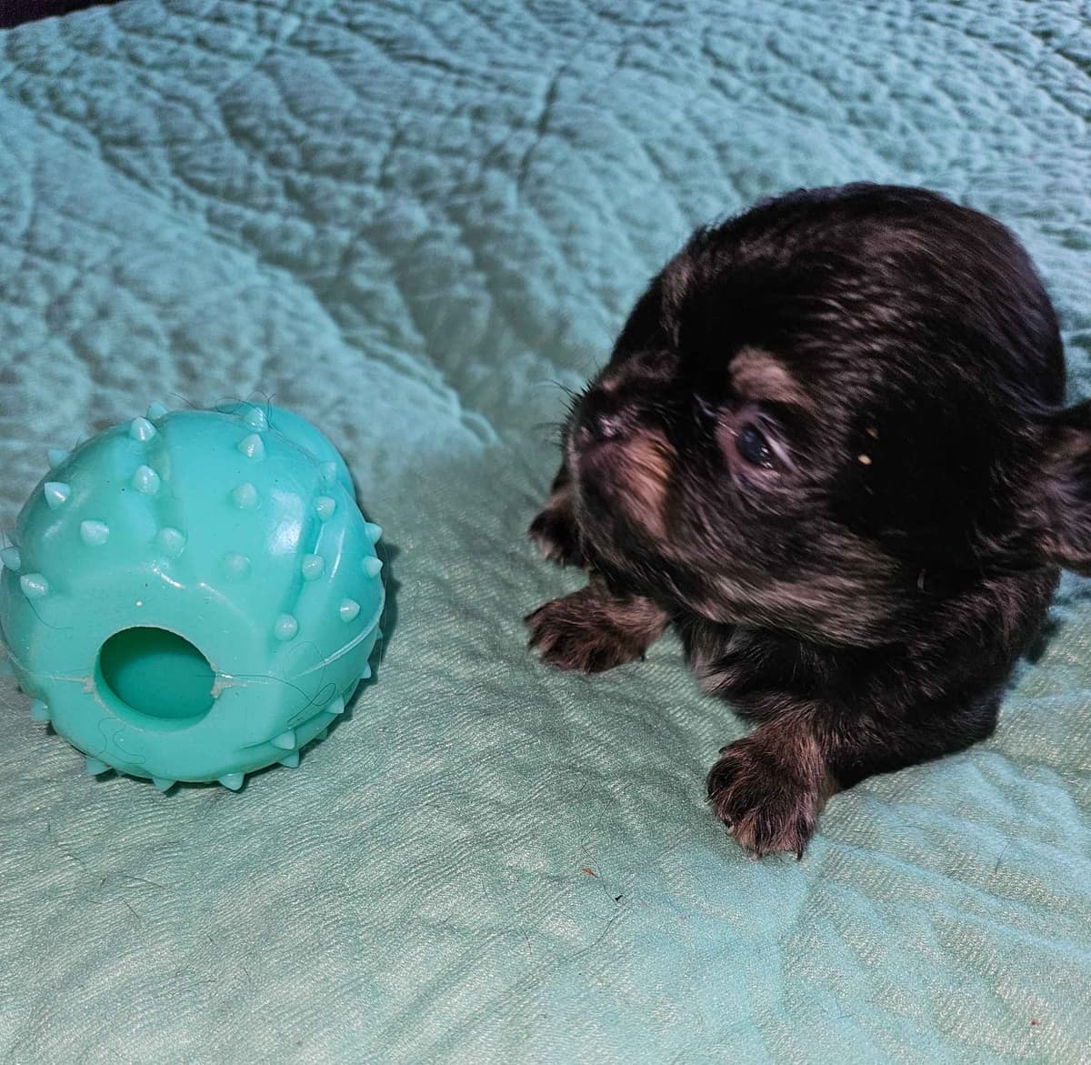 Chihuahua Puppies breeder image 16