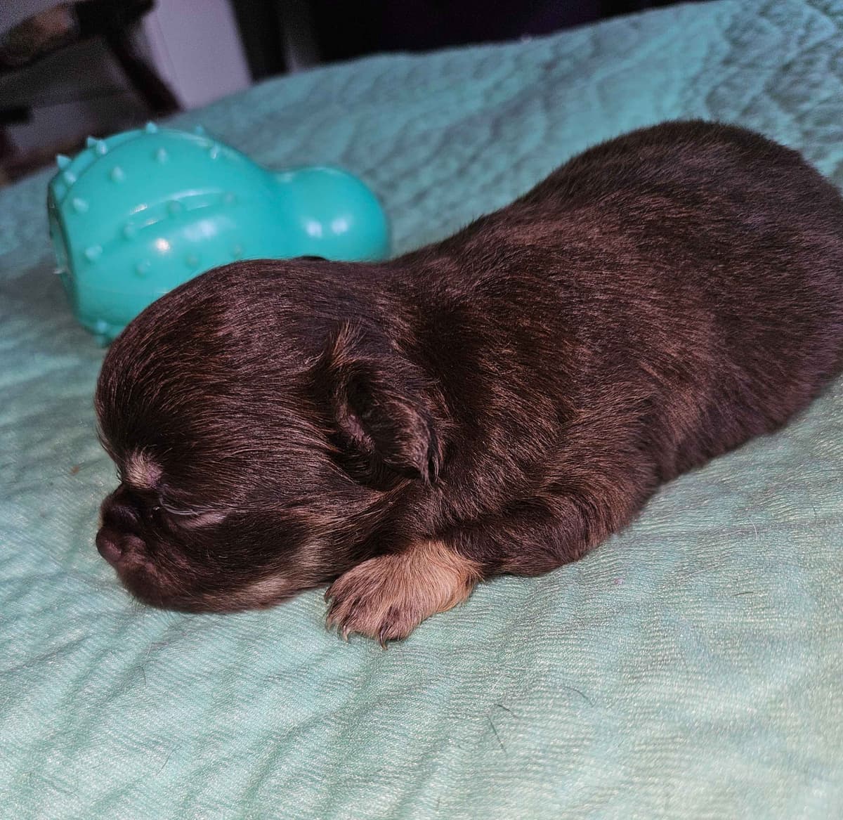 Chihuahua Puppies breeder image 17