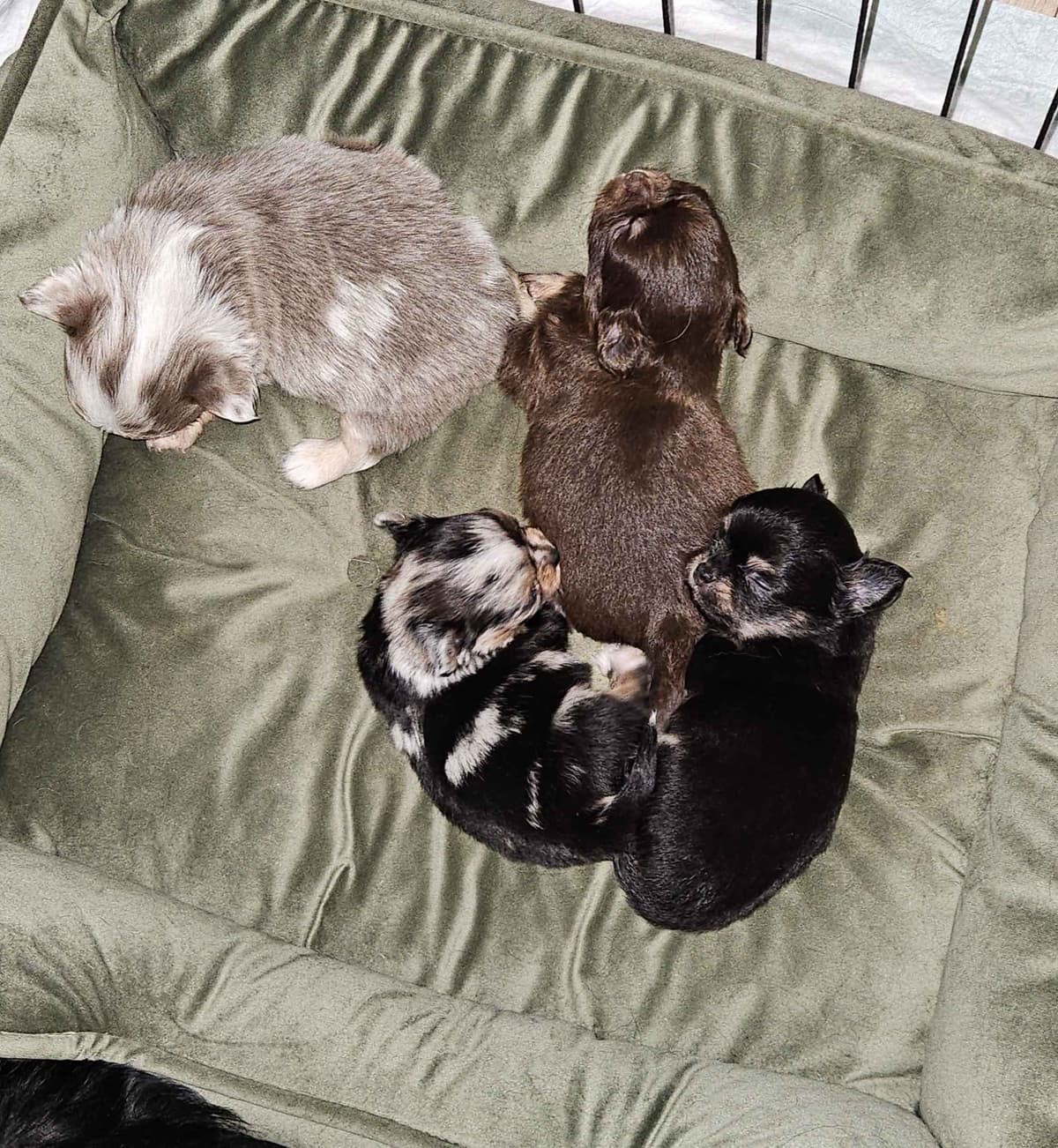 Chihuahua Puppies breeder image 18