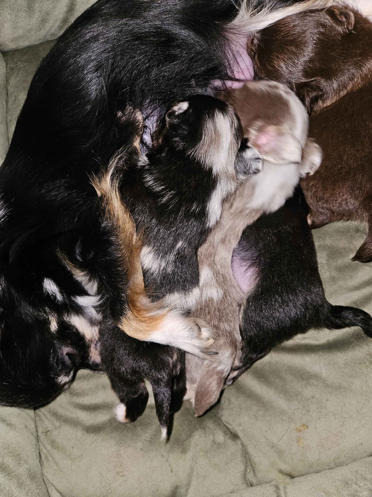 Chihuahua Puppies breeder image 19