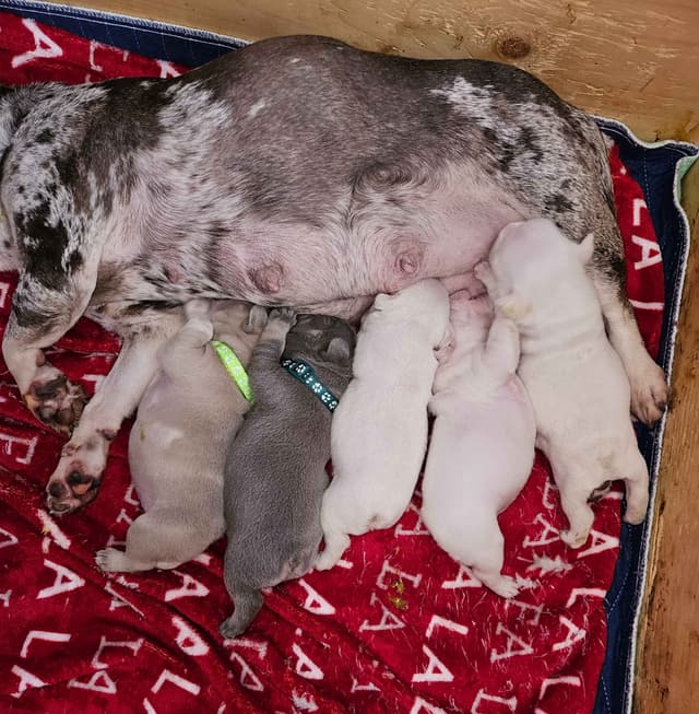 French Bulldog Puppies media 2