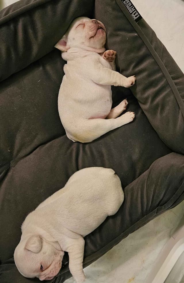 French Bulldog Puppies media 3
