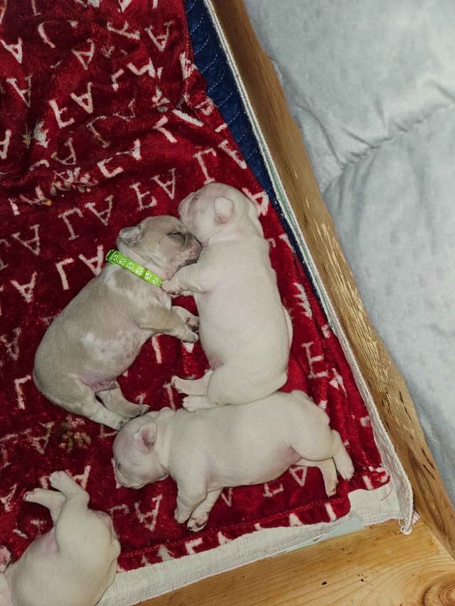 French Bulldog Puppies media 4