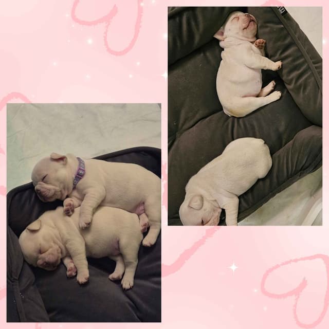 French Bulldog Puppies media 5