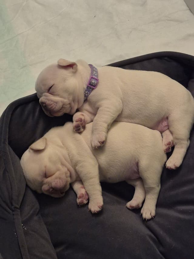 French Bulldog Puppies media 6