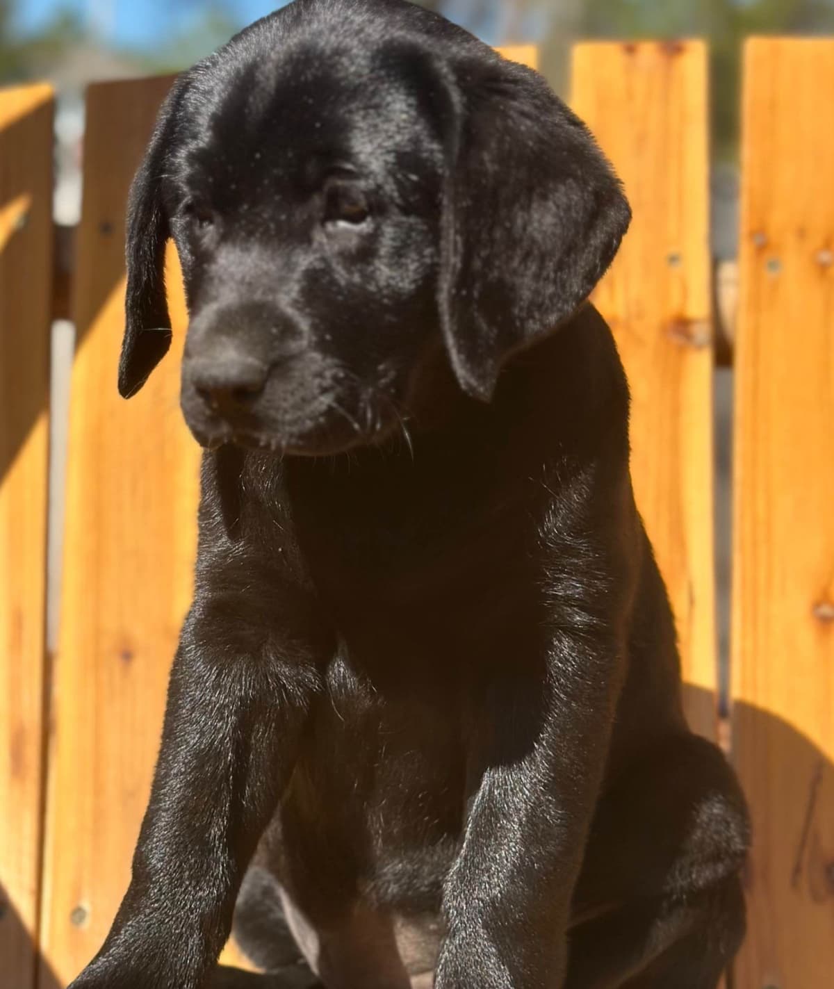 Labrador Retriever Puppies breeder image 4