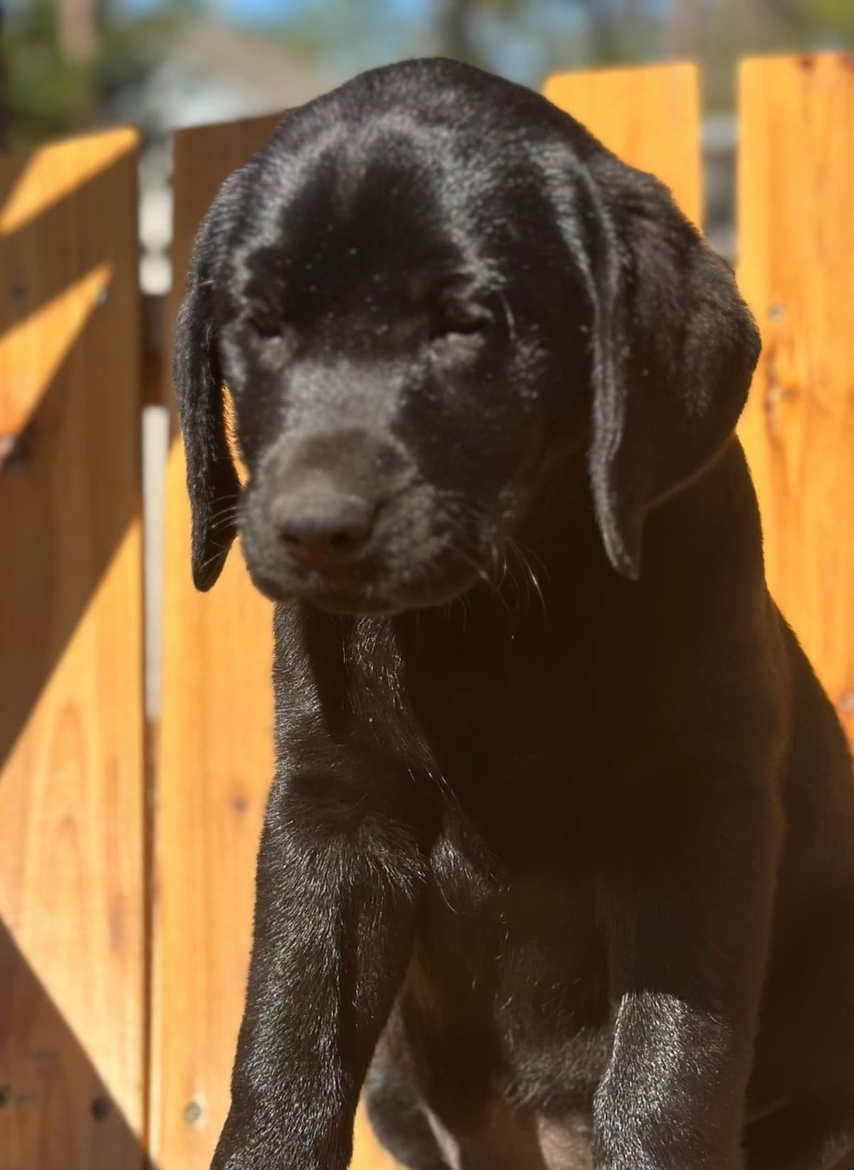 Labrador Retriever Puppies breeder image 1