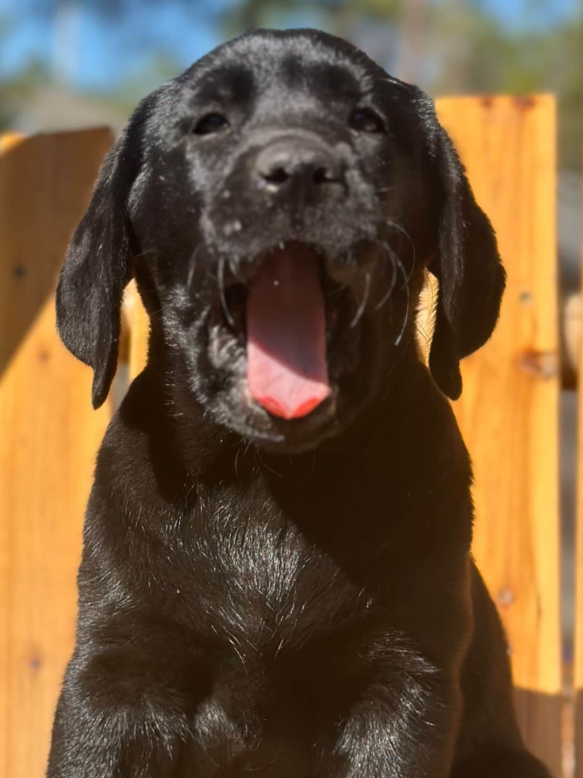 Labrador Retriever Puppies breeder image 2