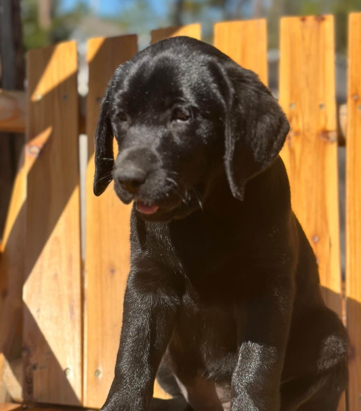 Labrador Retriever Puppies breeder image 3