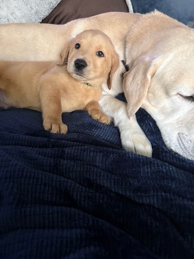Labrador Retriever Puppies media 2
