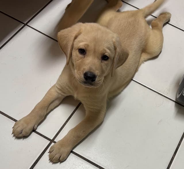 Labrador Retriever Puppies media 3