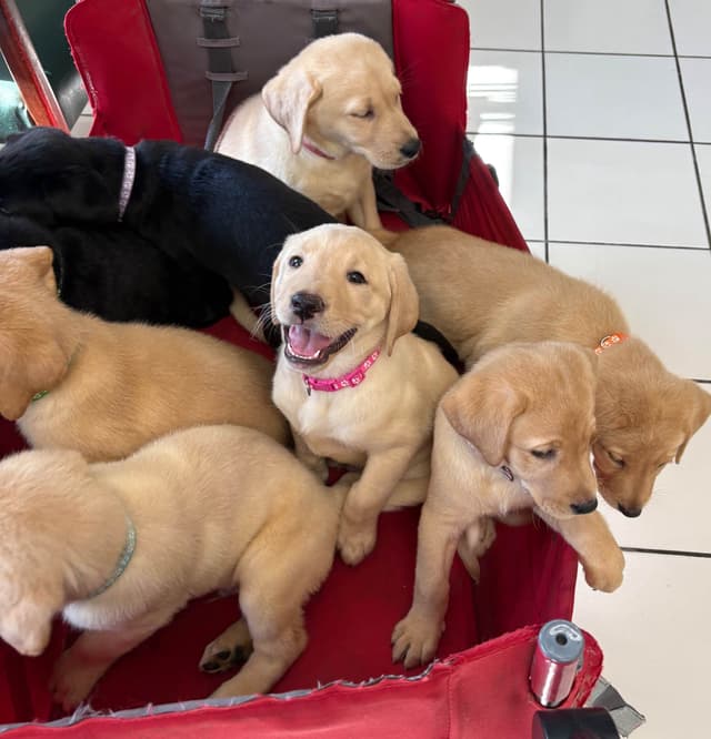 Labrador Retriever Puppies media 4