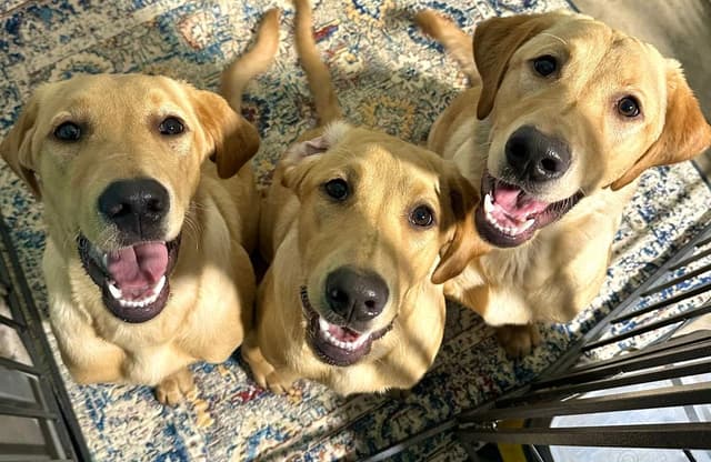 Labrador Retriever Puppies media 3