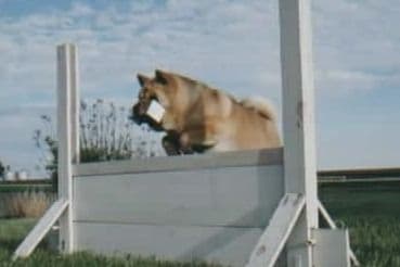 Grand Champion Sired 2 smooth Chow Chow Puppies Available breeder image 2