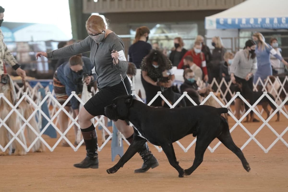 Grand Champion Sired 2 smooth Chow Chow Puppies Available breeder image 3