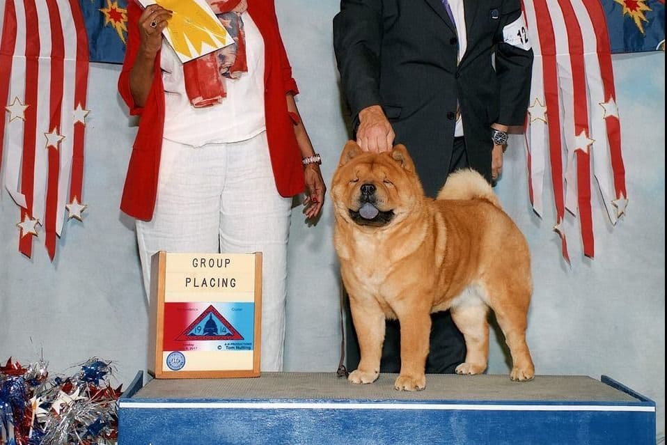 Grand Champion Sired 2 smooth Chow Chow Puppies Available breeder image 4