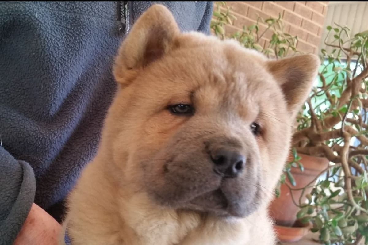 Grand Champion Sired 2 smooth Chow Chow Puppies Available breeder image 5