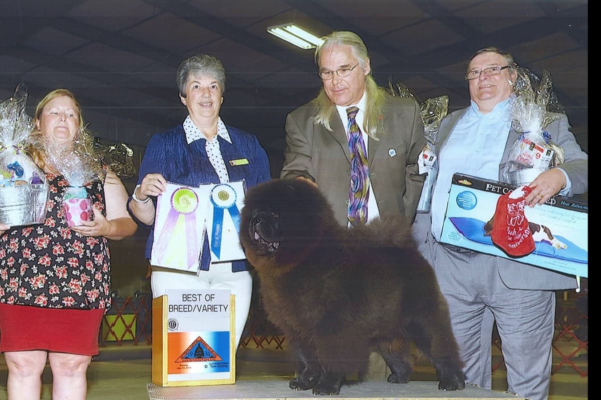 Grand Champion Sired 2 smooth Chow Chow Puppies Available breeder image 6