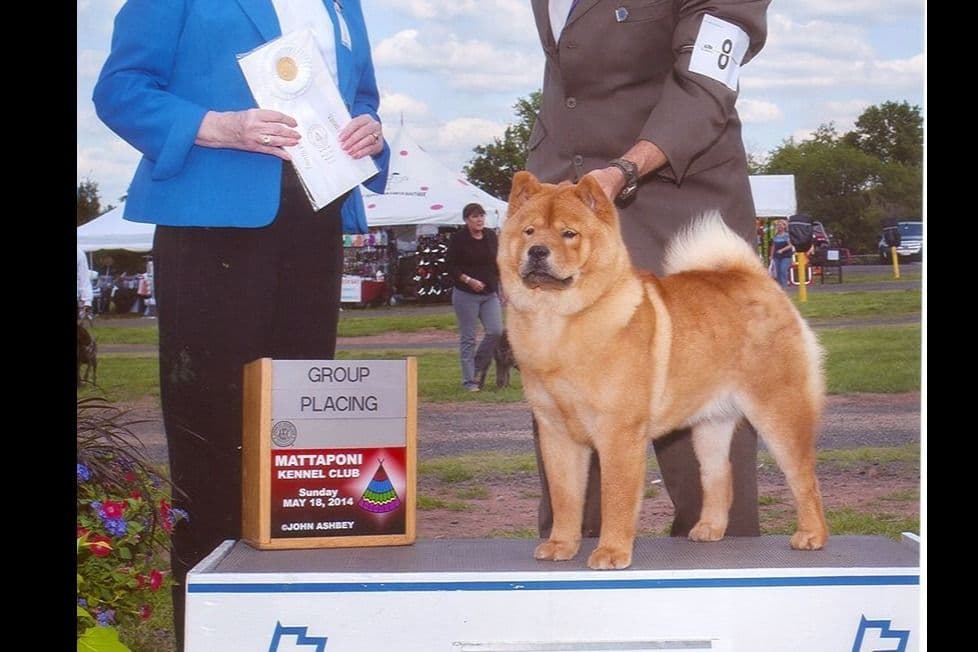 Grand Champion Sired 2 smooth Chow Chow Puppies Available breeder image 8