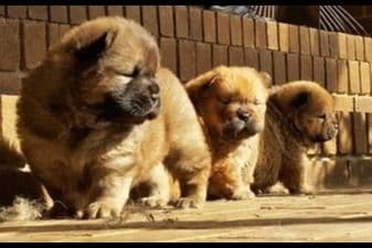 Grand Champion Sired 2 smooth Chow Chow Puppies Available breeder image 10