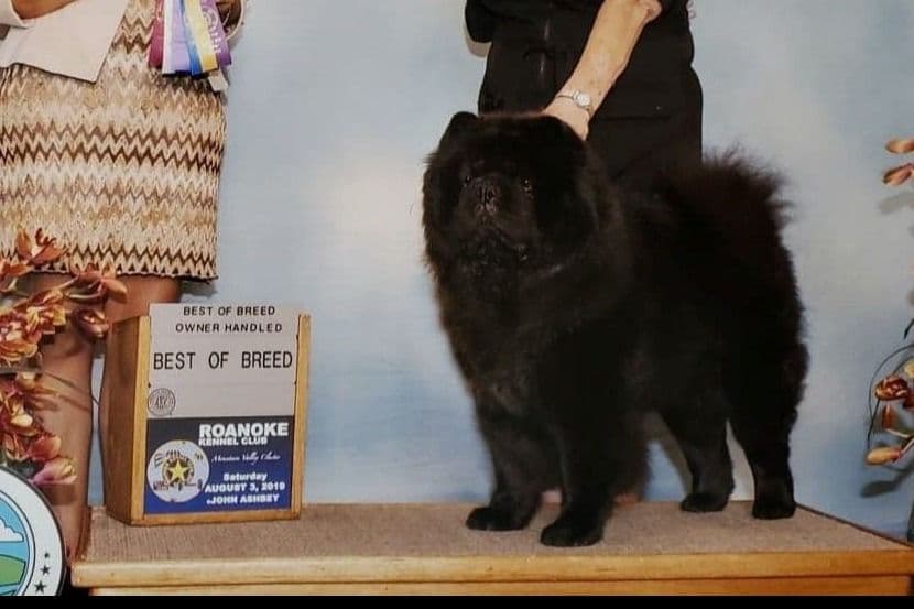 Grand Champion Sired 2 smooth Chow Chow Puppies Available breeder image 11