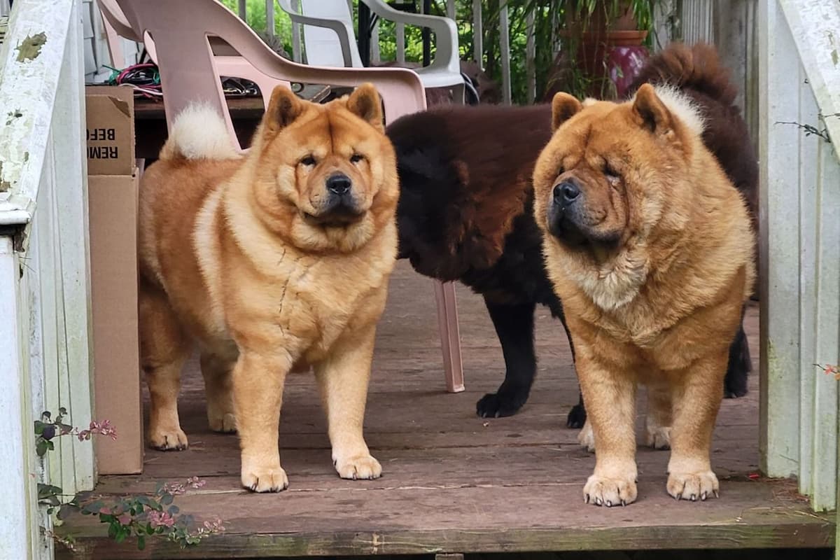 Grand Champion Sired 2 smooth Chow Chow Puppies Available breeder image 12