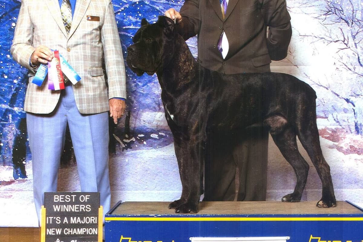 Grand Champion Sired 2 smooth Chow Chow Puppies Available breeder image 14