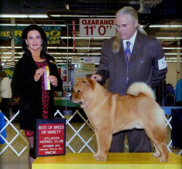 Grand Champion Sired 2 smooth  Chow Chow Puppies Available media 4
