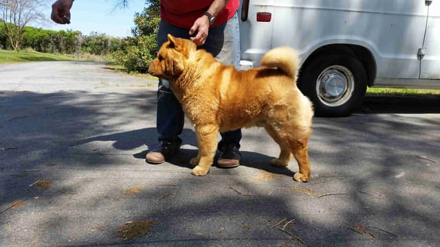 Grand Champion Sired 2 smooth  Chow Chow Puppies Available media 5