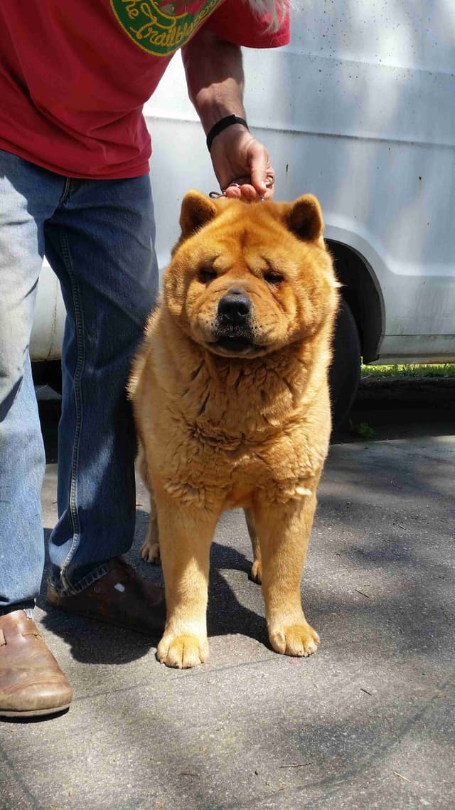 Grand Champion Sired 2 smooth  Chow Chow Puppies Available media 6