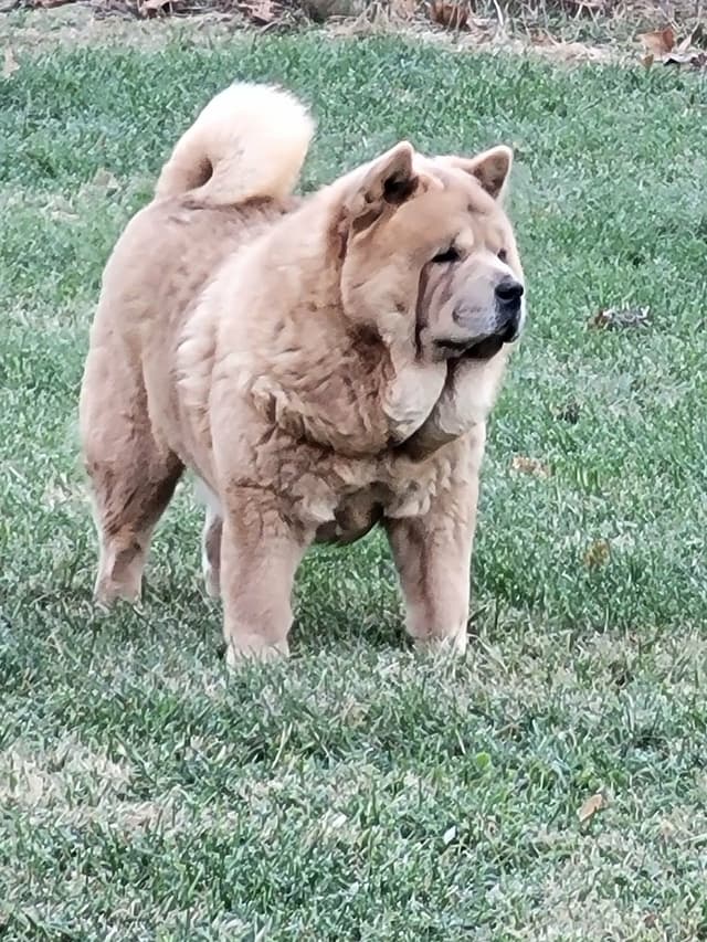Grand Champion Sired 2 smooth  Chow Chow Puppies Available media 8