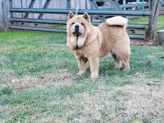 Grand Champion Sired 2 smooth  Chow Chow Puppies Available media 9