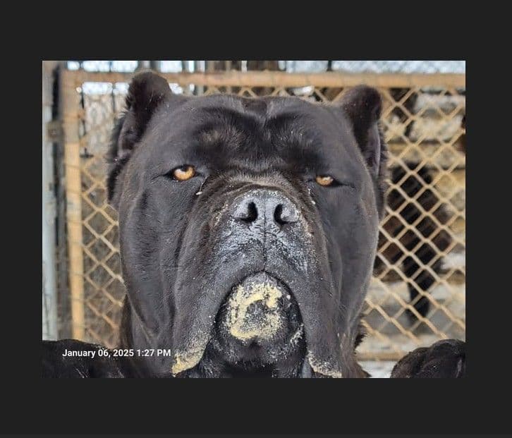 Grand Champion Sired 2 smooth Chow Chow Puppies Available breeder image 15