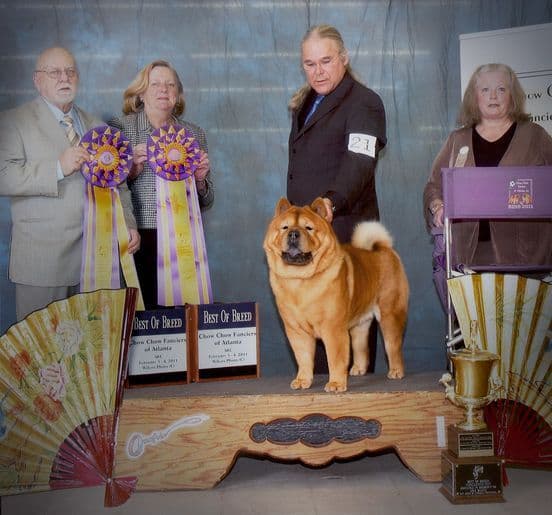 Grand Champion Sired 2 smooth Chow Chow Puppies Available breeder image 16