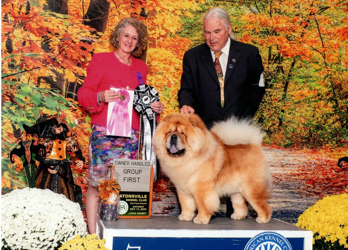 Grand Champion Sired 2 smooth Chow Chow Puppies Available breeder image 17