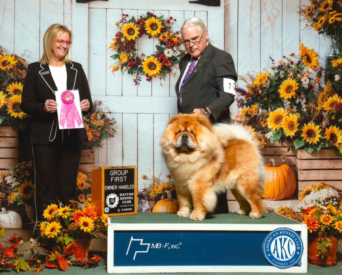 Grand Champion Sired 2 smooth Chow Chow Puppies Available breeder image 18