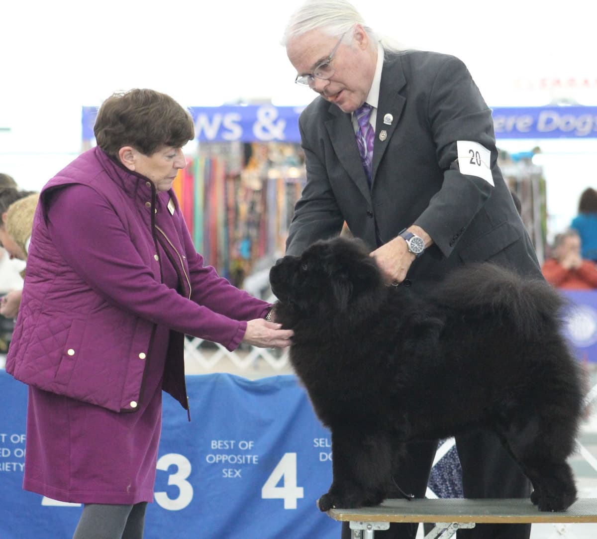 Grand Champion Sired 2 smooth Chow Chow Puppies Available breeder image 19